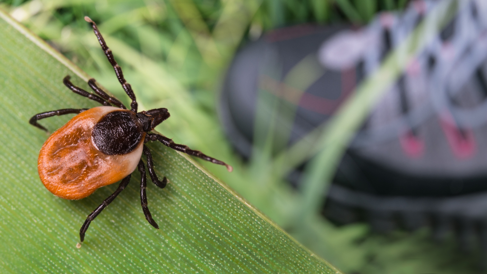 Deer tick lurking on a green leaf near a hiking boot — tick prevention for pets