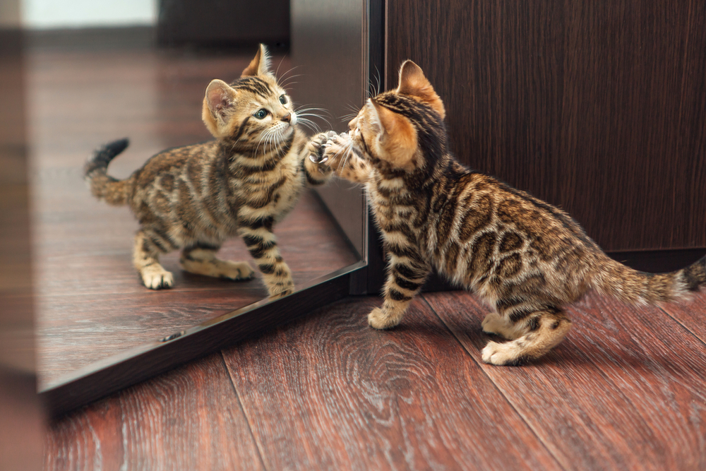 Curious Bengal kitten looking into a mirror, reflecting playful feline behavior