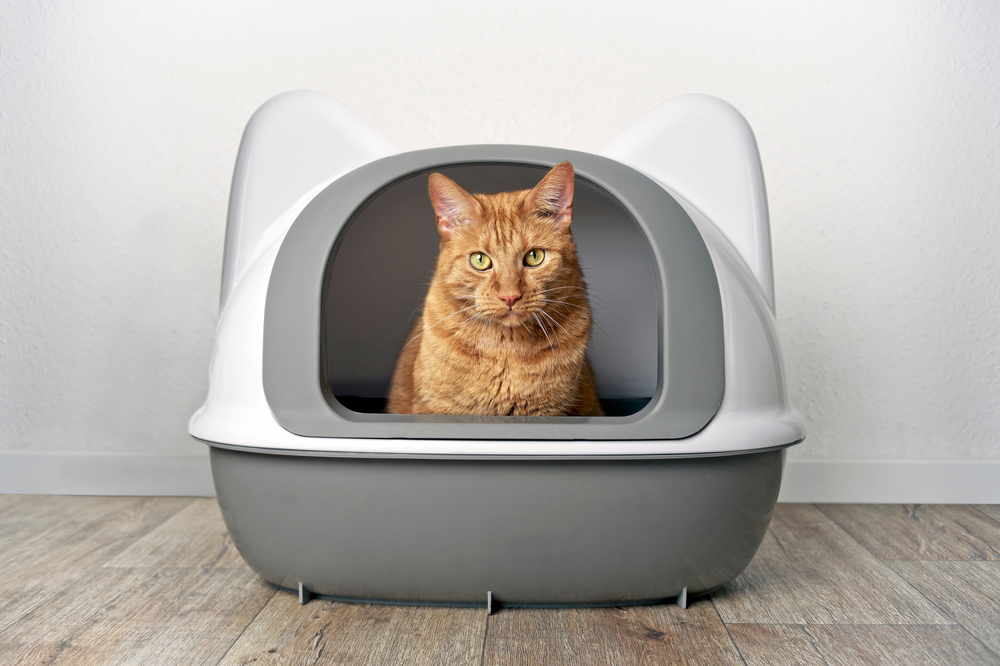 Ginger cat sitting inside a litter box with a curious expression, illustrating feline behavior