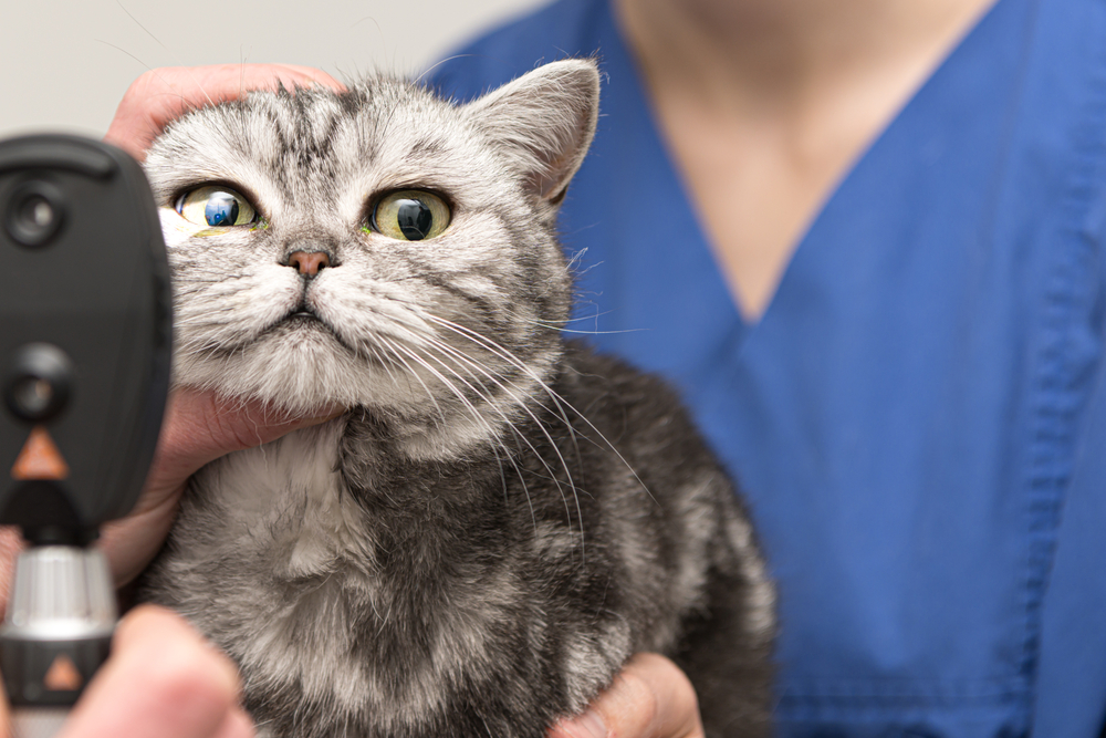 Veterinarian using a light to examine a cat's eyes during a wellness exam