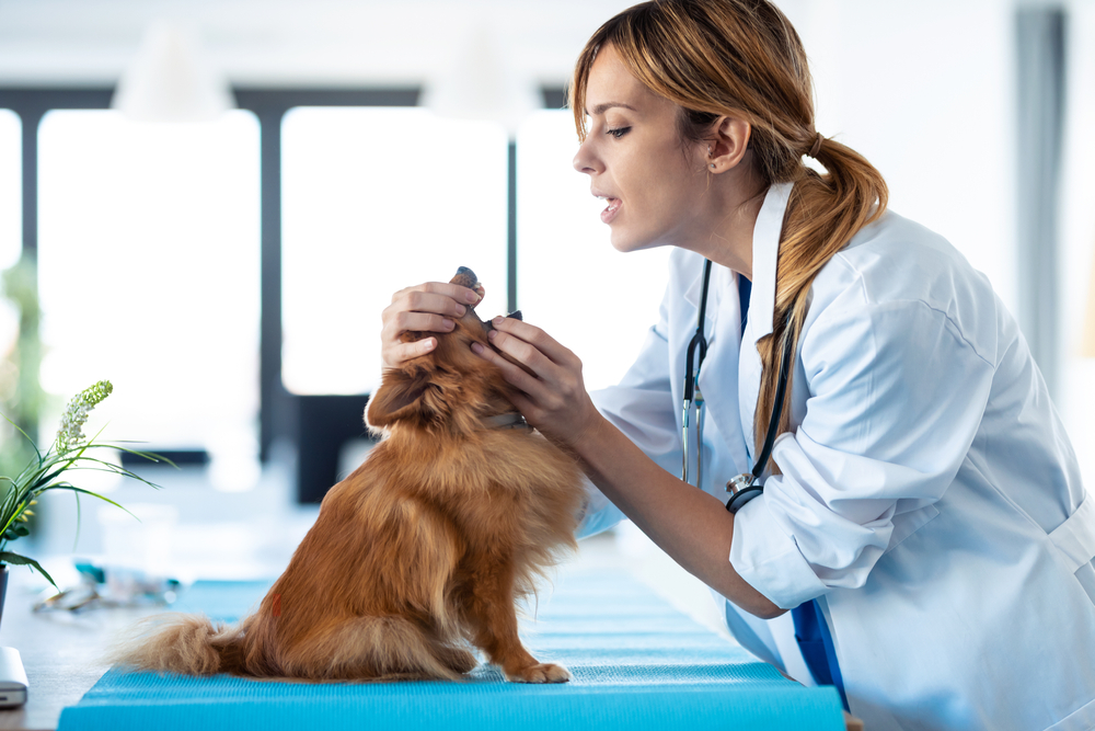 Veterinarian examining dog's teeth and mouth during dental checkup at Wales Animal Clinic