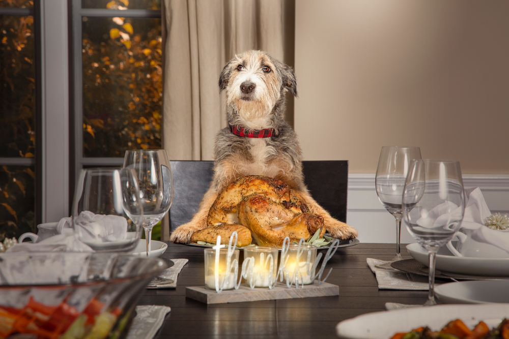 Funny dog sitting at the head of a formal dining table — humorous pet moment
