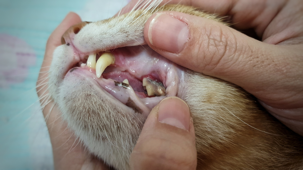 Open adult cat mouth showing sharp teeth and dental surface — feline oral health