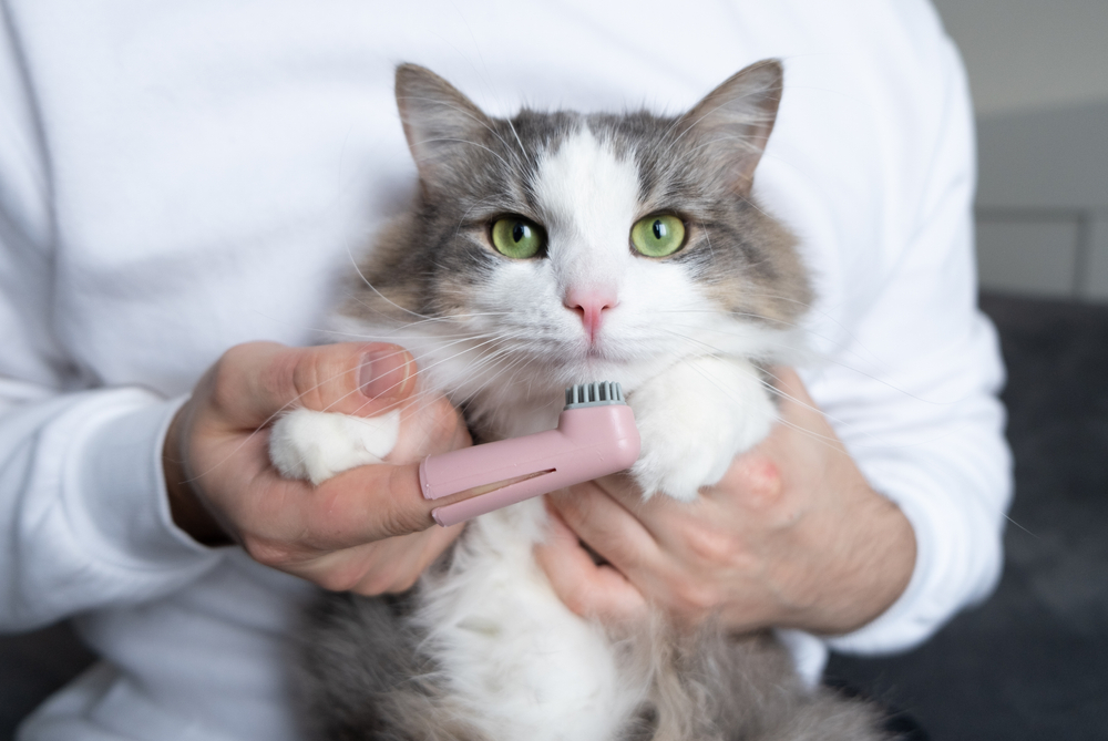 Man brushing a gray cat's teeth with a pet toothbrush for feline dental care