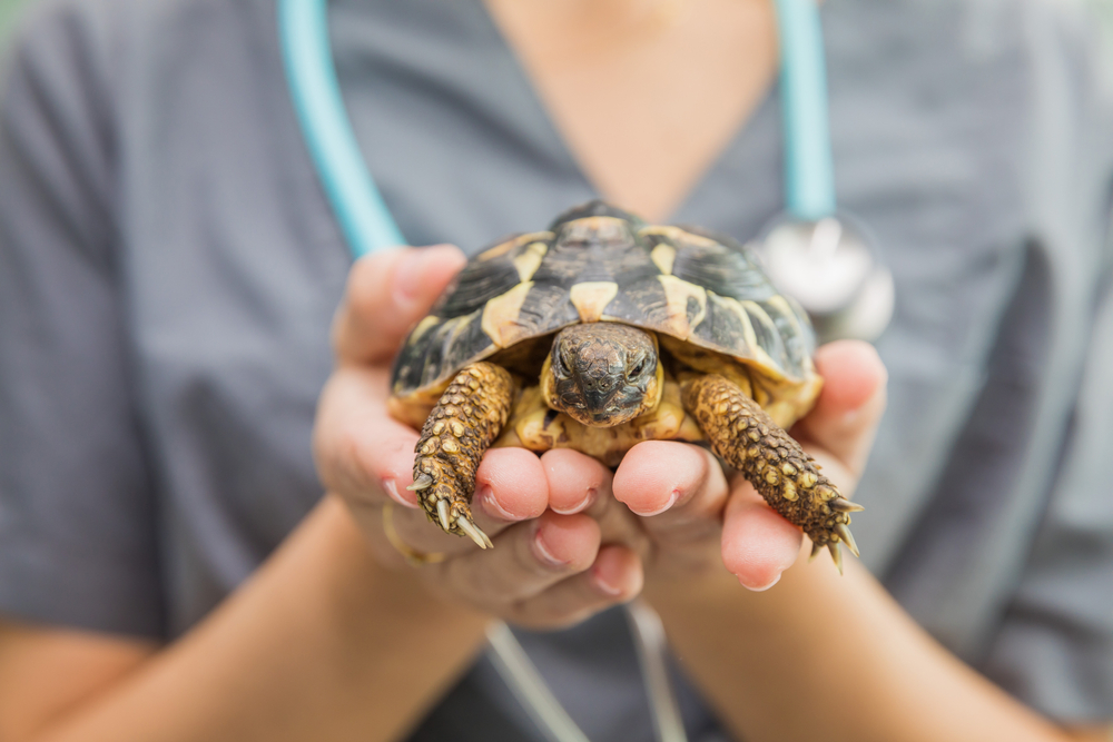 Veterinarian holding and examining a turtle during reptile wellness care