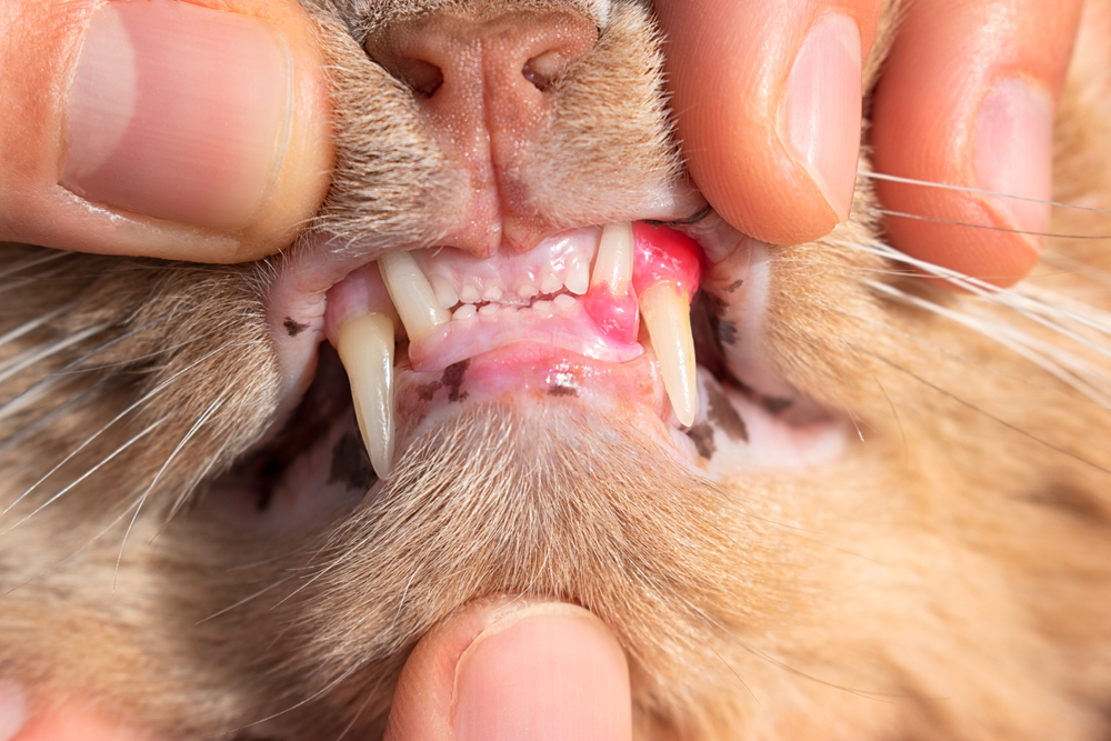 Cat with red, swollen, inflamed gums showing signs of dental disease and tooth resorption
