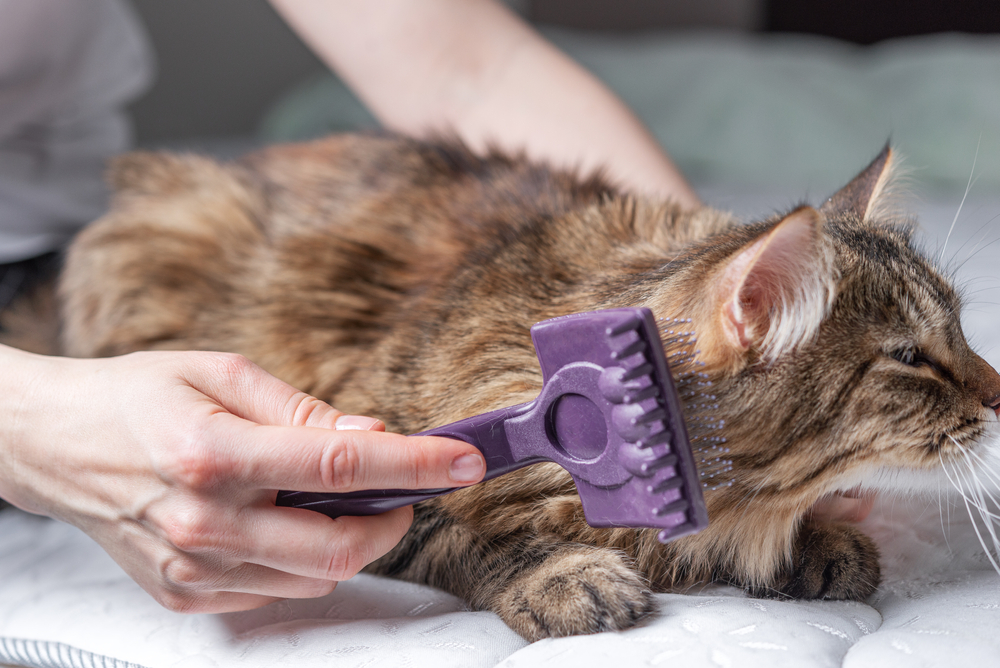 Cat enjoying gentle pet care as a girl strokes her at home