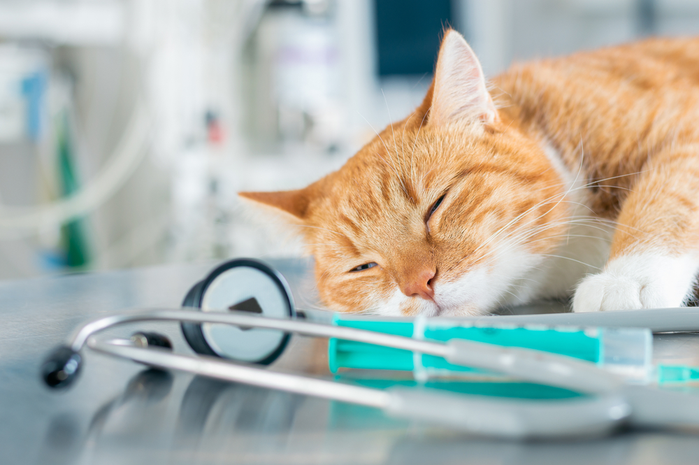 Ginger cat sleeping peacefully on a table — feline wellness care at Wales Animal Clinic