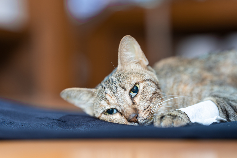 Sick cat lying weakly on a blue cloth, illustrating signs of feline illness needing veterinary care