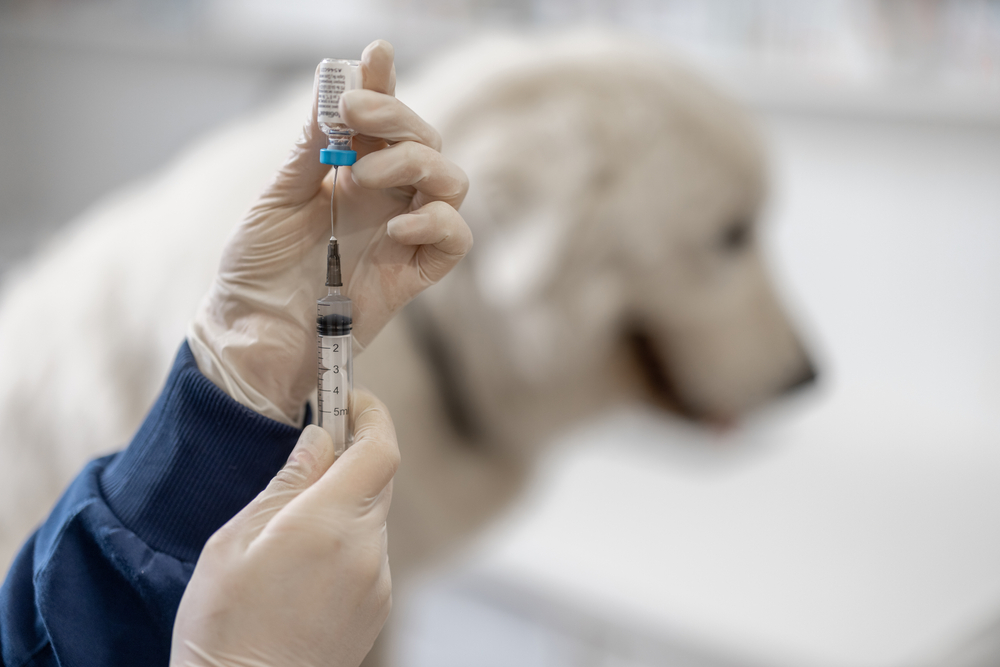 Vet holding vaccine syringe beside a large white dog during a preventive care appointment