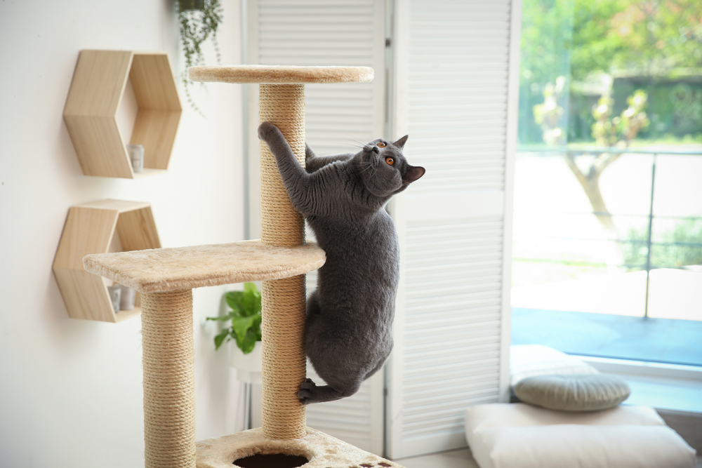 Cute cat relaxing on a cat tree at home, enriching indoor pet environment