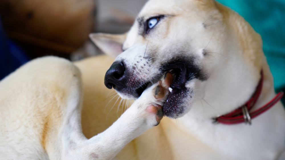 Dog licking and gnawing at skin due to itching caused by fungal infection