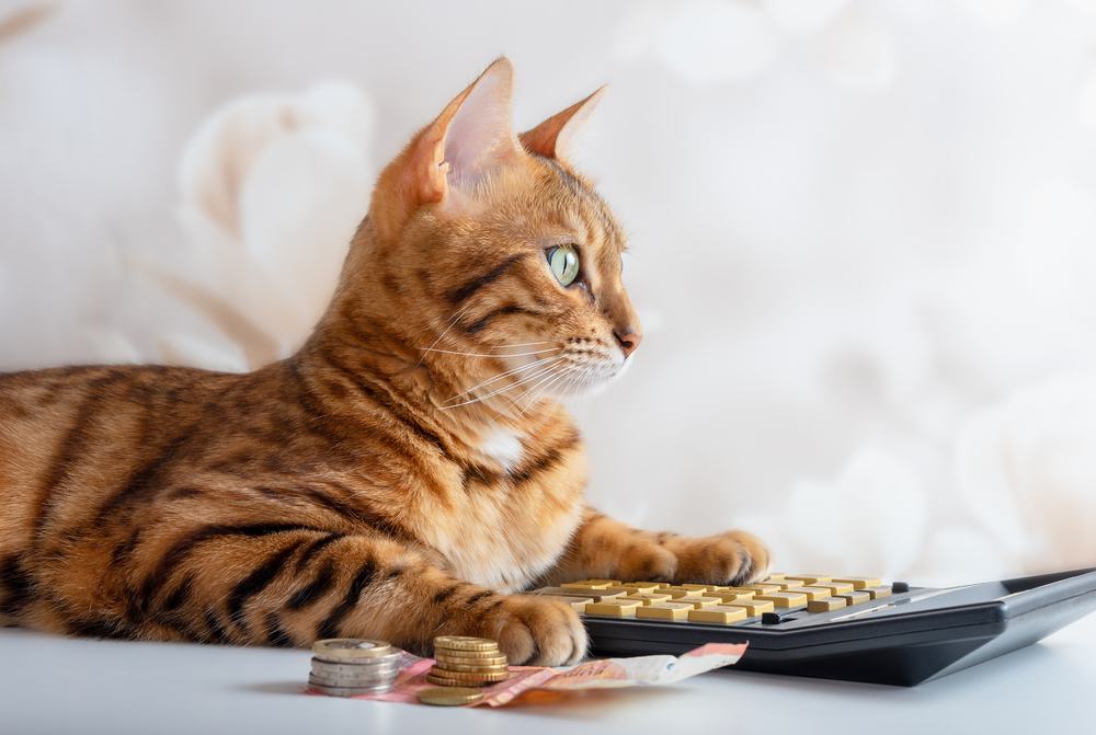 Bengal cat sitting next to a calculator, illustrating pet care budget planning