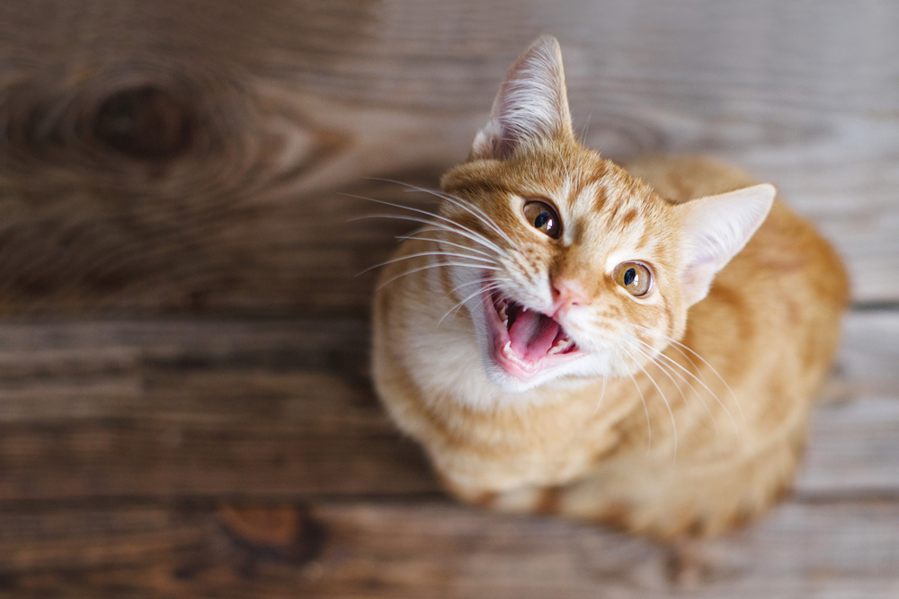 Young ginger tabby cat sitting on a wooden floor with an alert expression