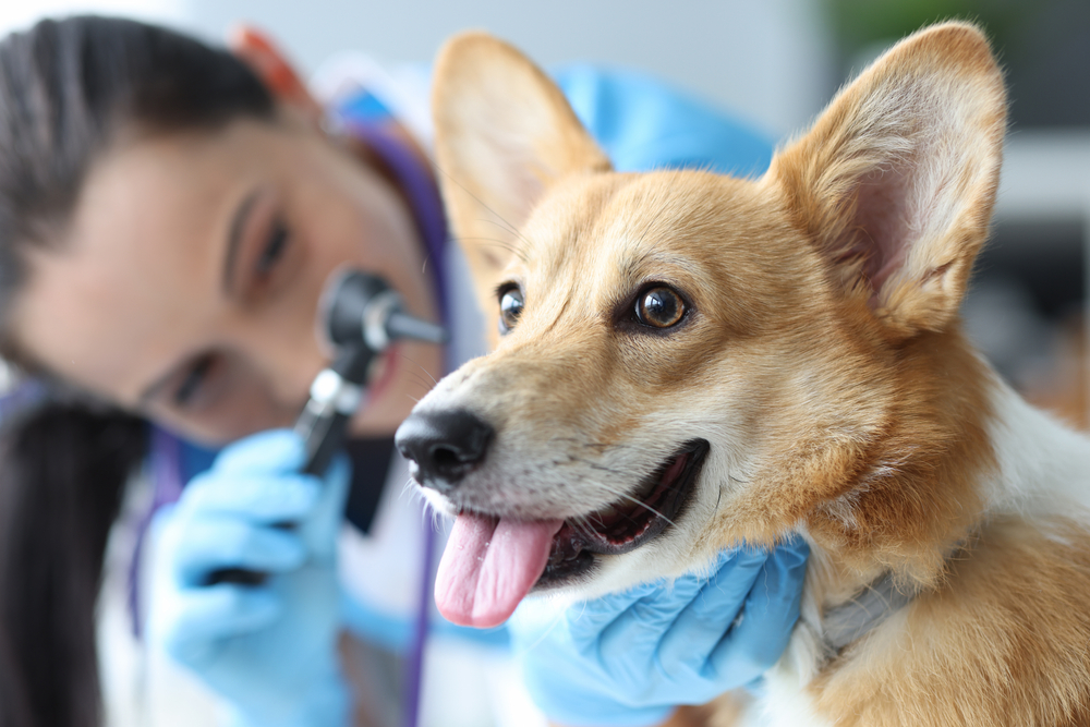 Veterinarian examining a dog's ear with an otoscope during a wellness exam
