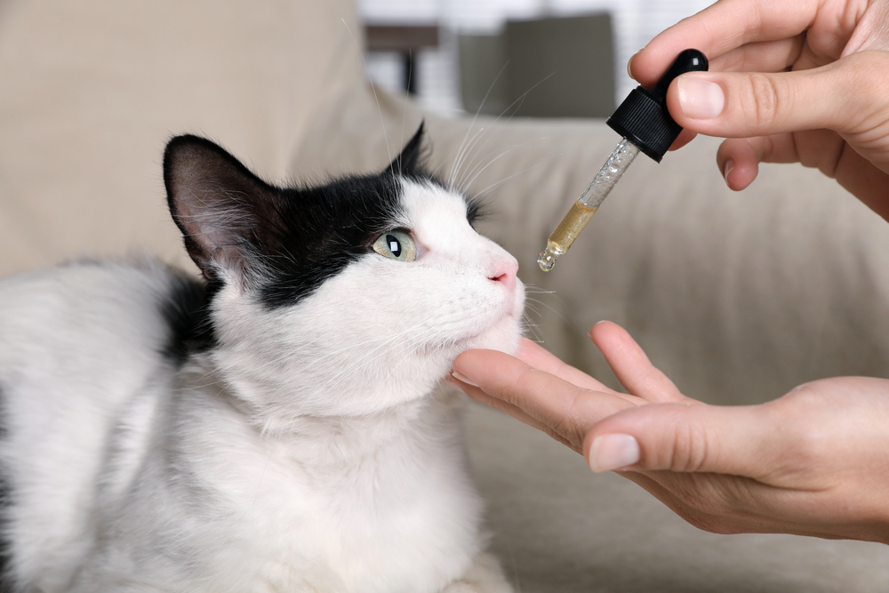 Woman giving liquid medication via dropper to a cat at home for pet health care