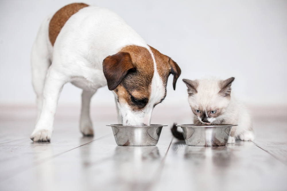 Gray cat and dog eating together from bowls indoors, promoting balanced pet nutrition