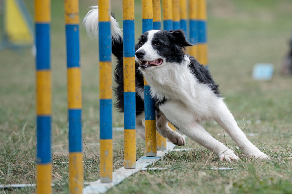 Border Collie running through weave poles on an agility course
