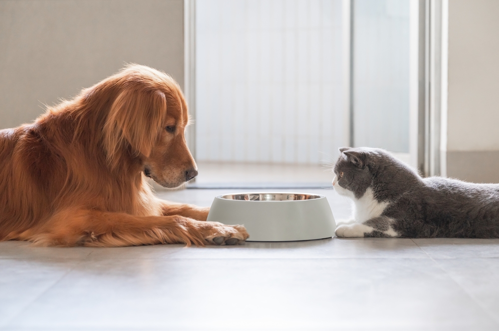 Golden Retriever and British Shorthair cat eating from bowls together