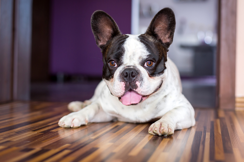 French Bulldog lying down and resting after a walk at home