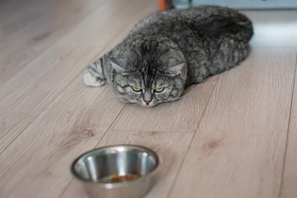 Large, well-fed British Shorthair cat resting lazily — healthy pet care at Wales Animal Clinic