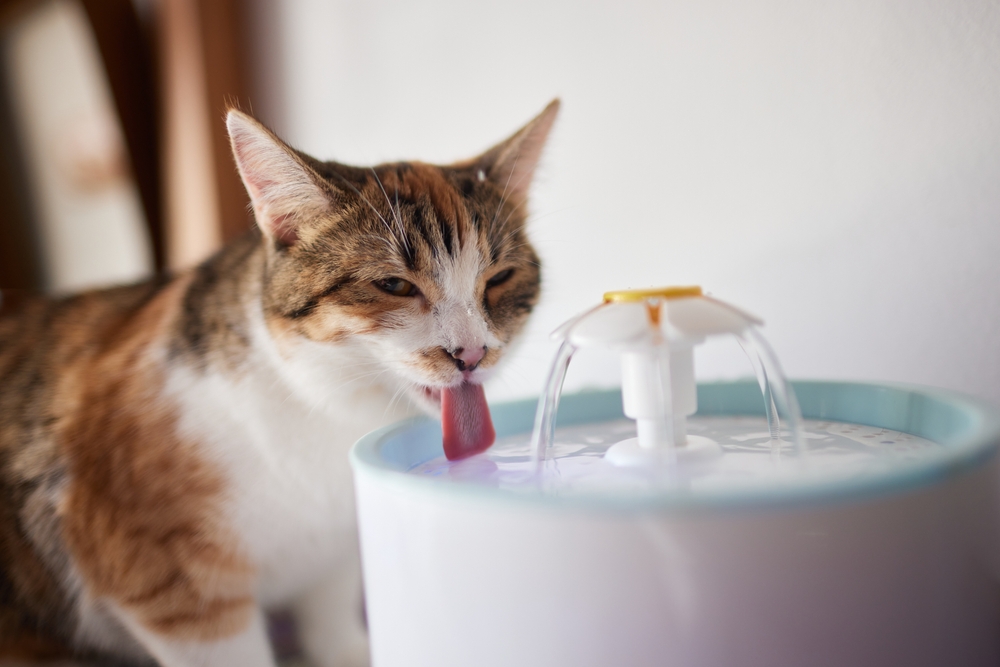 Automatic gravity-refill pet water dispenser for cats and dogs