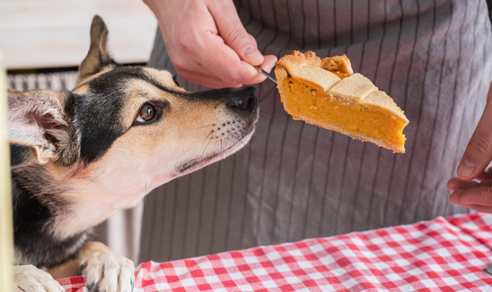 Man preparing Thanksgiving dinner with foods that may pose pet allergy and safety risks