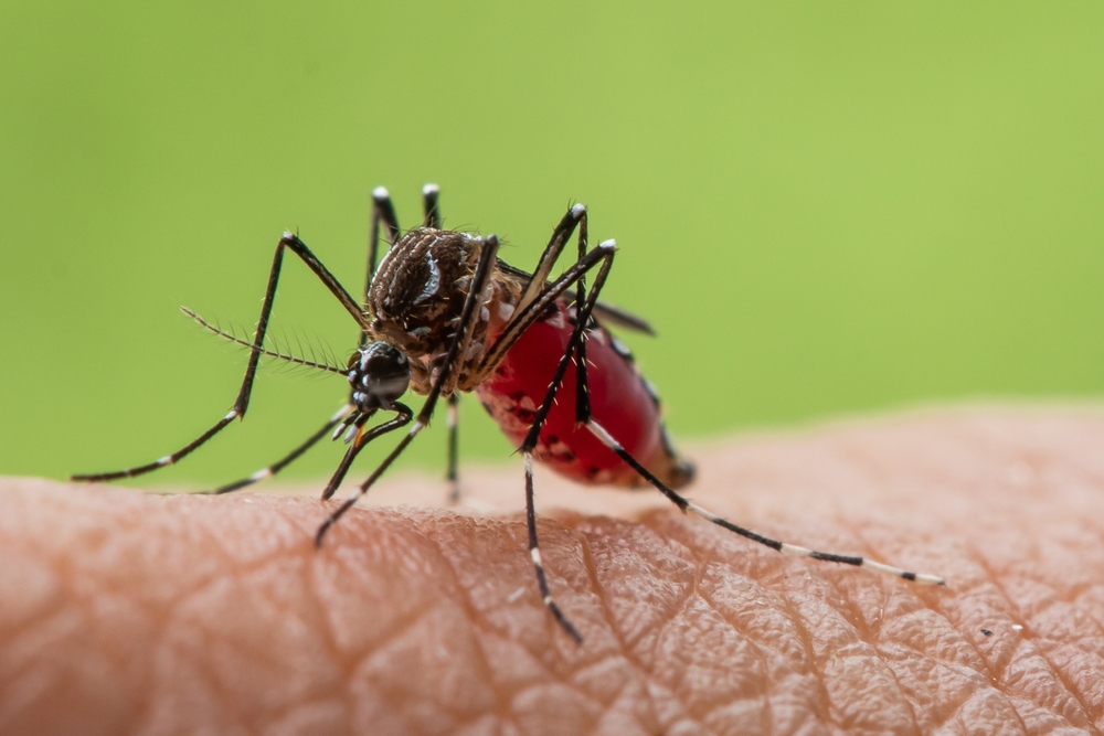 Close-up macro shot of an Aedes aegypti mosquito sucking blood on skin