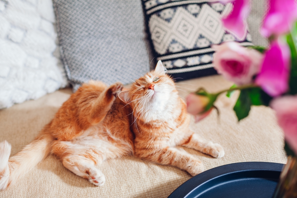 Ginger cat scratching and feeling itchy while lying on a couch near a bouquet