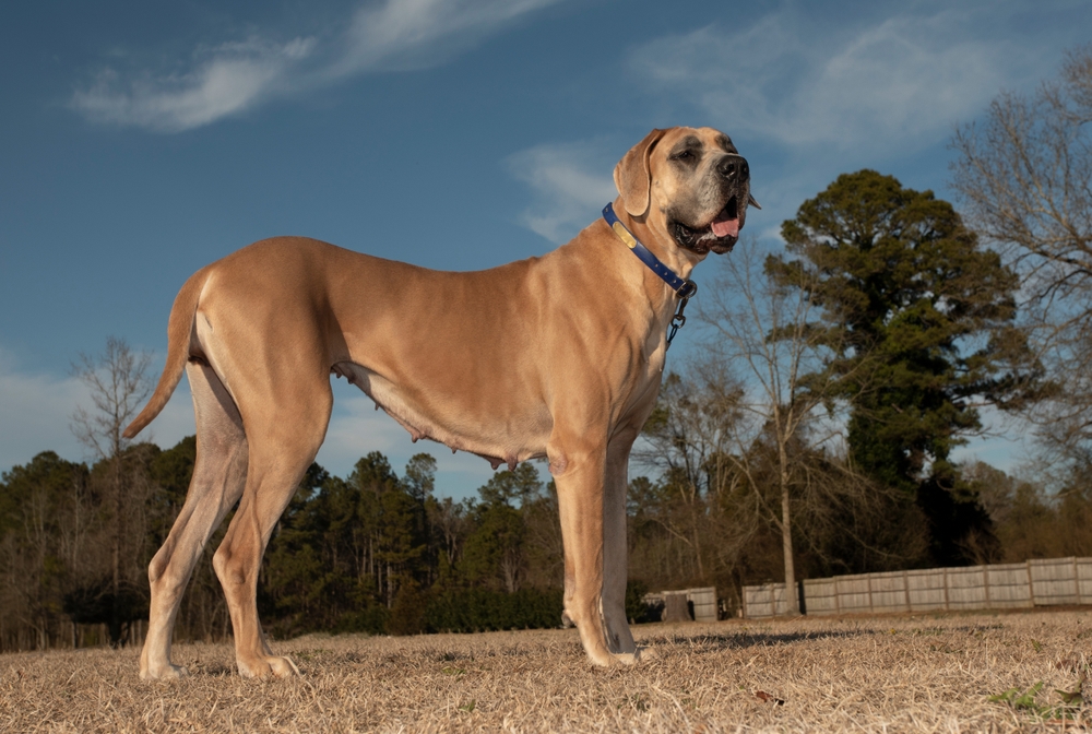 Purebred female Great Dane standing in a grassy field