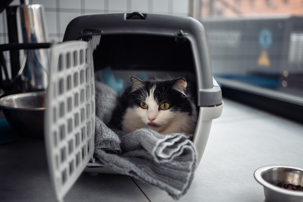 Beautiful cat secured inside a portable pet carrier, ready for a veterinary visit