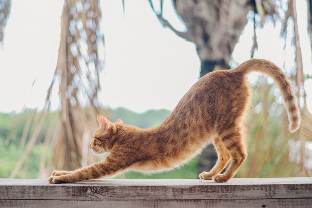 Cat stretching while waking up from a nap — healthy, happy pet care in Wales, WI