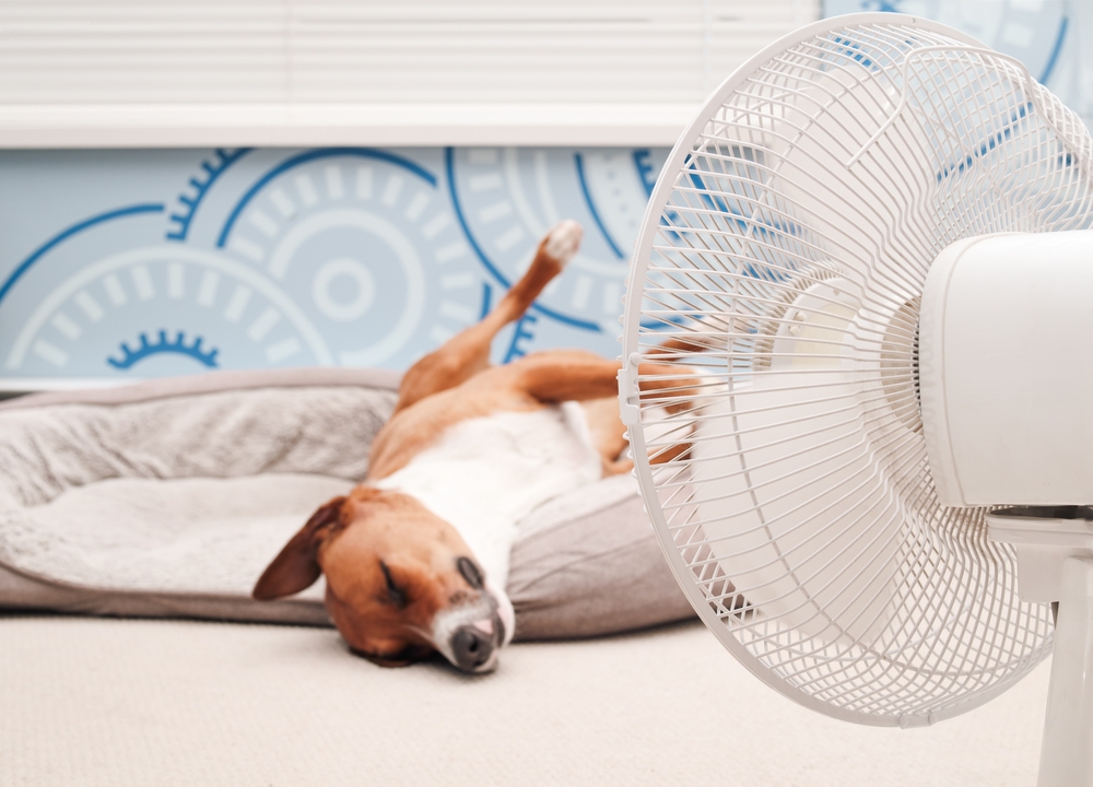 Relaxed dog lying in front of a fan to cool down during hot weather