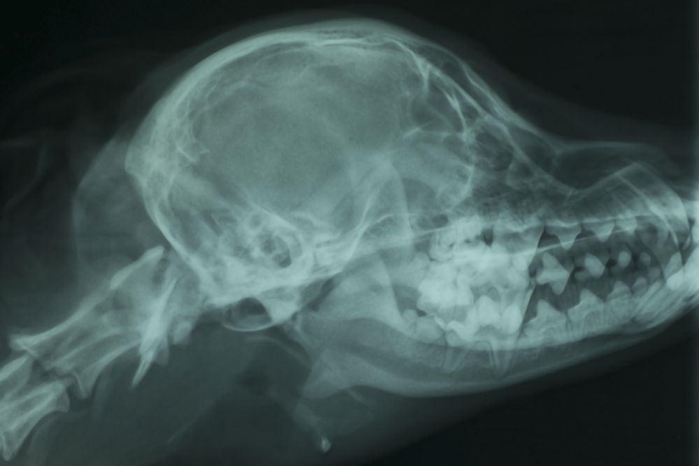 X-ray of a dog's skull showing bone and dental structure — veterinary diagnostics