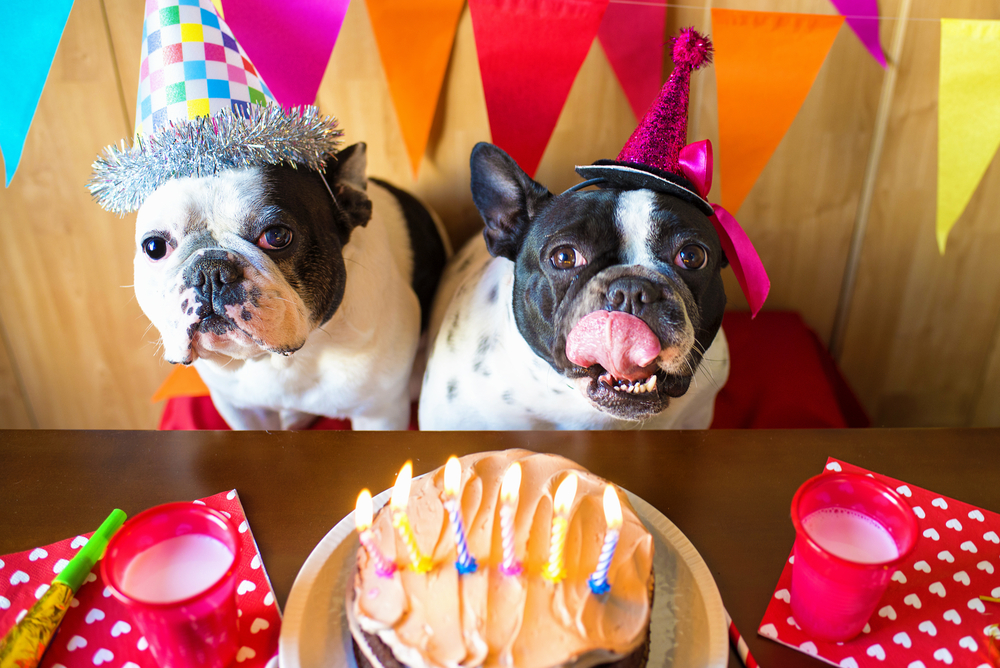 Two French Bulldogs sitting together at a birthday party with decorations