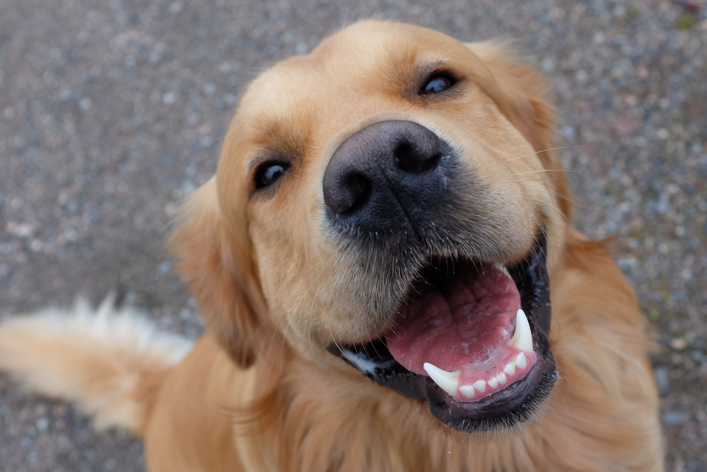 Golden Retriever smiling with healthy teeth, showcasing dental health care for dogs