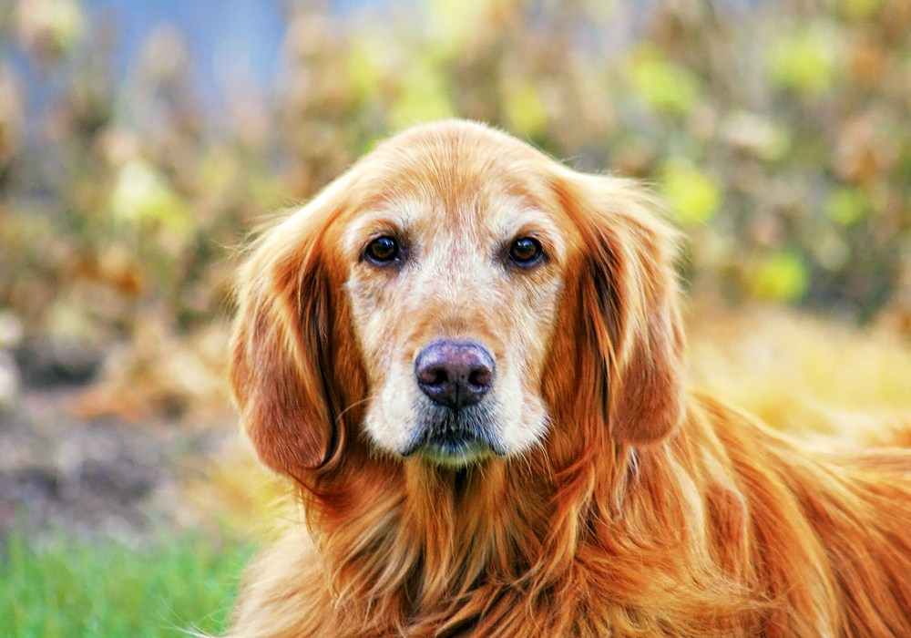 Senior Golden Retriever sitting in the grass, enjoying outdoor time