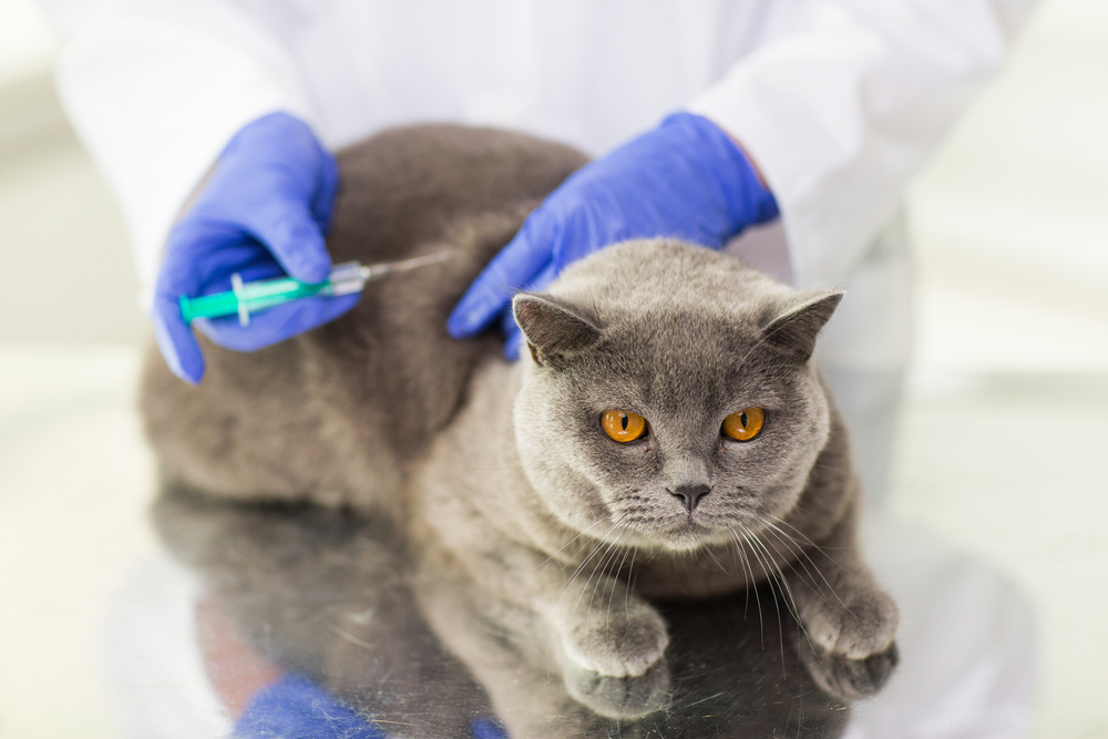Veterinarian's hands examining a pet as part of routine animal health care