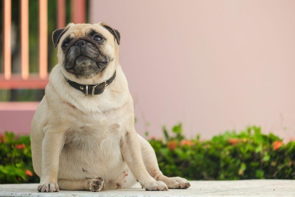 Overweight pug sitting on marble floor, general pet health care at Wales Animal Clinic