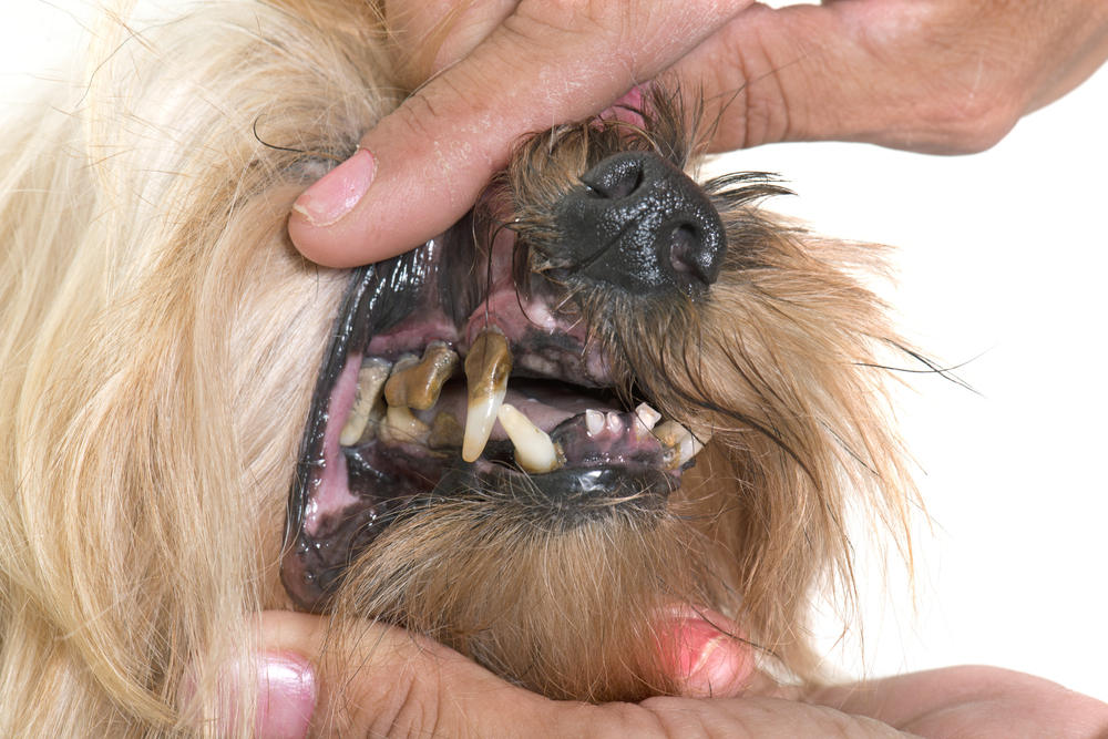 Tartar buildup on an older dog's teeth highlighting the need for veterinary dental cleaning