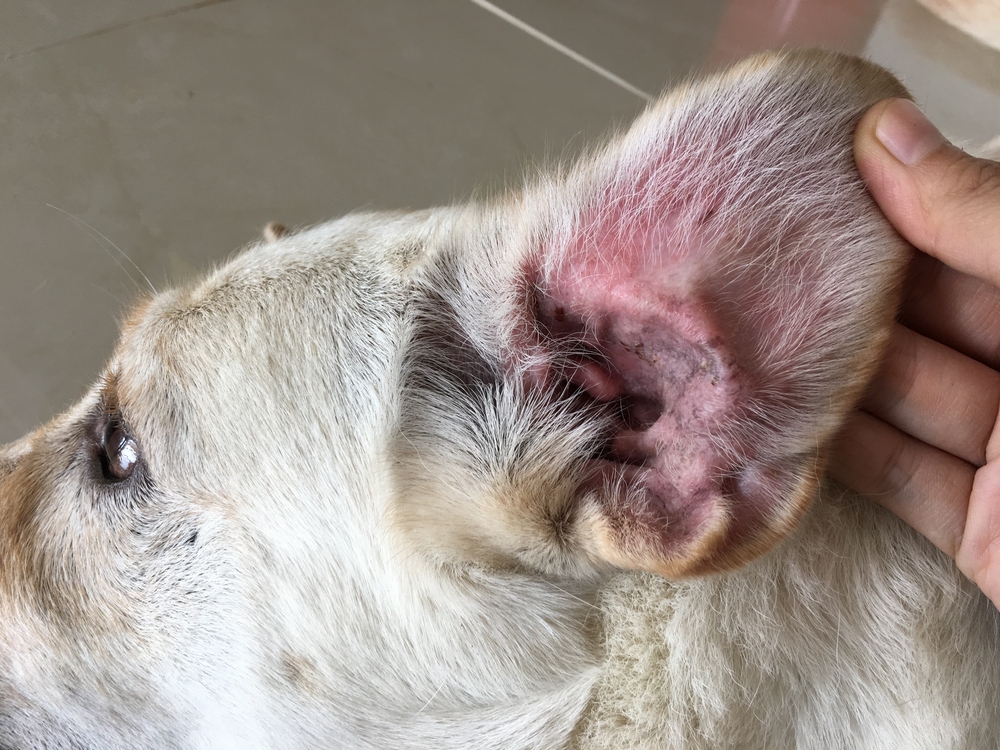 Close-up of a dog's ear showing signs of an ear infection