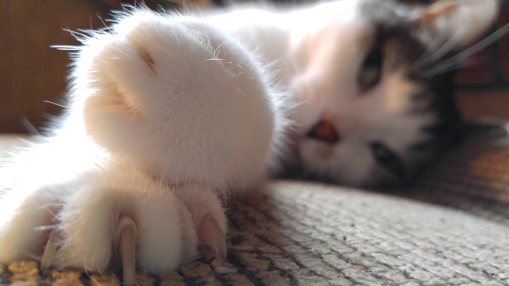 Close-up of cat claws, veterinary nail care services at Wales Animal Clinic