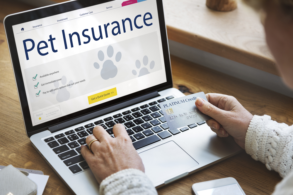 Pet insurance and care guarantee concept, financial options for veterinary care in Wales, WI