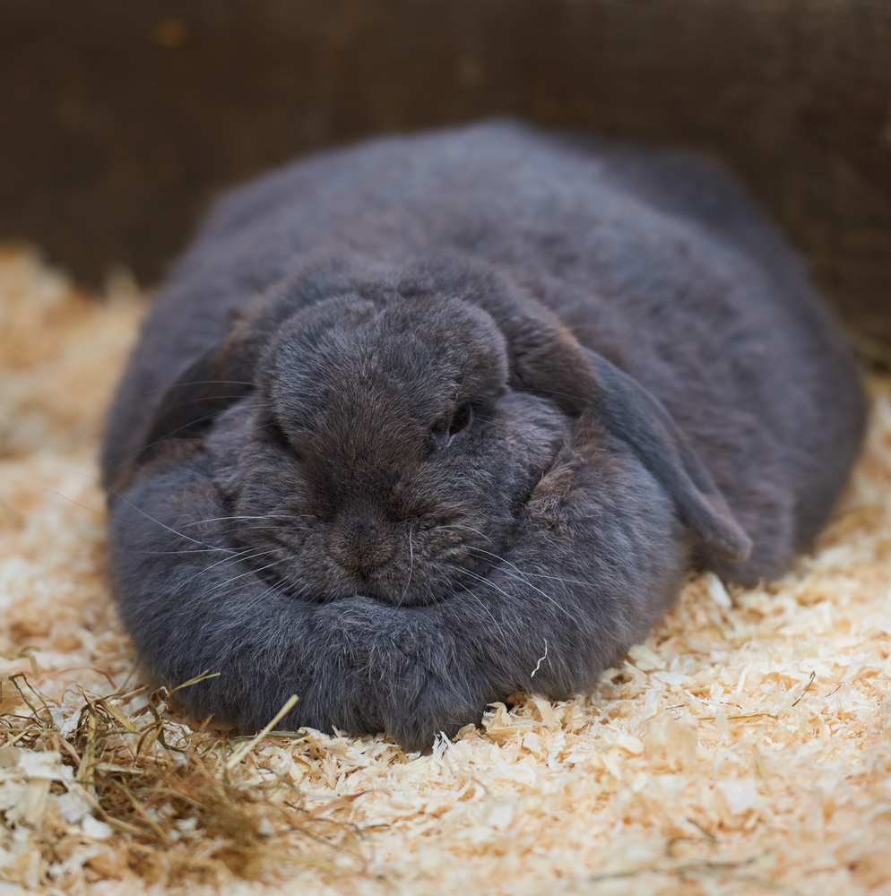 Chubby sleeping rabbit with a large dewlap — exotic pet care at Wales Animal Clinic