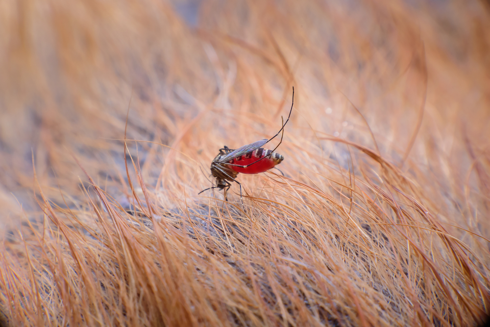 Aedes aegypti mosquito on a dog's skin — mosquito-borne disease risk for pets