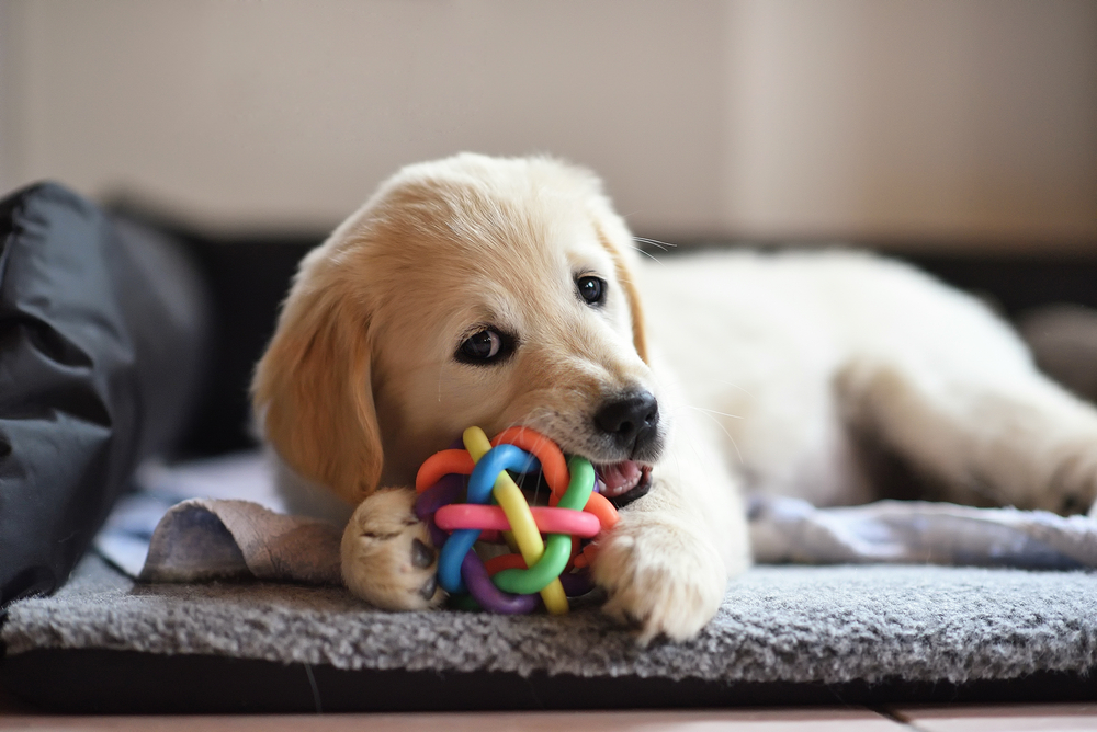 Golden Retriever puppy playing with a toy while lying down, showing healthy pet behavior