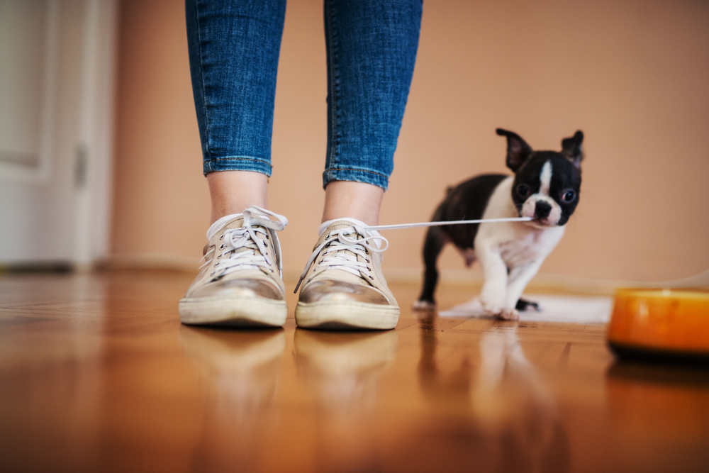 Small playful dog tugging on a girl's shoelaces inside the house