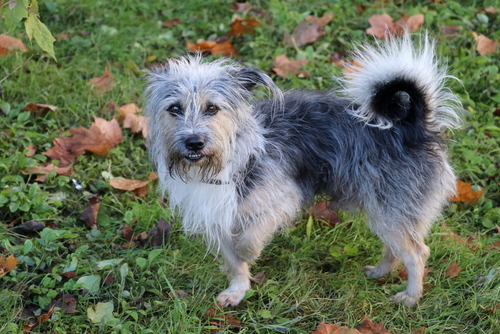 Dog standing on three legs, limping — signs of lameness requiring veterinary care