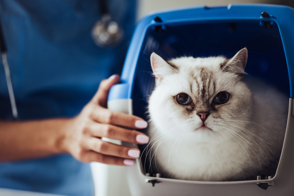 Female veterinarian with stethoscope ready to examine a pet at Wales Animal Clinic