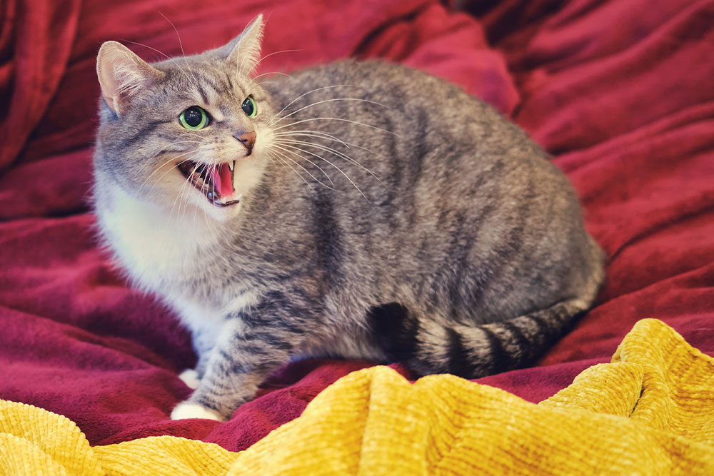 Cat displaying signs of aggression with flattened ears and tense body posture